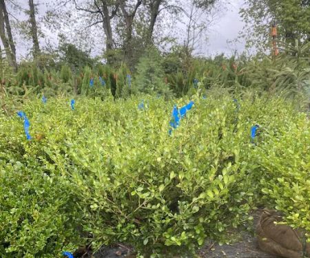 Evergreen Enterprise Nursery & Landscape