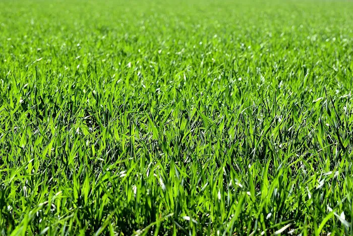 Richmond Lawn and Landscape Picture 2