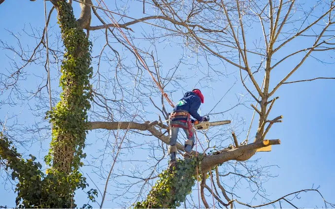 Westwood Tree Service Picture 2