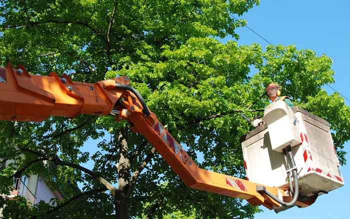 Westwood Tree Service Picture 3