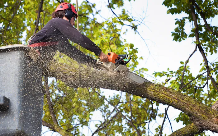 Westwood Tree Service Picture 1