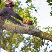 Westwood Tree Service ico