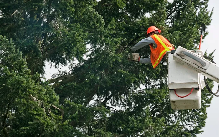 Westwood Tree Service Picture 6