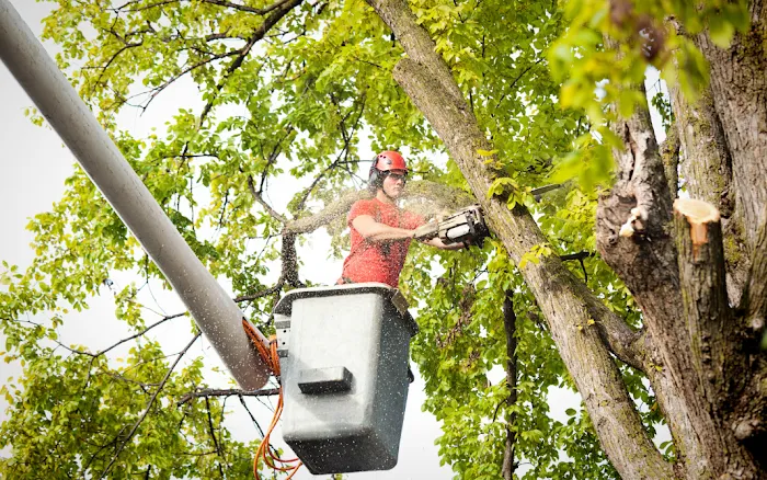 Westwood Tree Service Picture 4