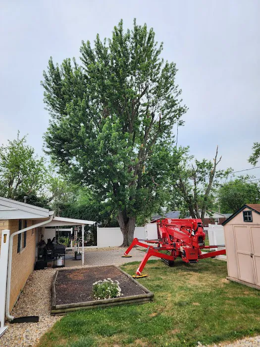 American Tree And Lawn Services Picture 1