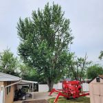 American Tree And Lawn Services