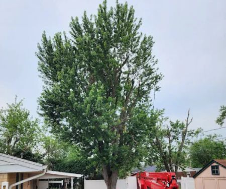American Tree And Lawn Services