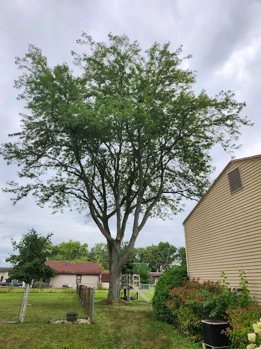 American Tree And Lawn Services Picture 6