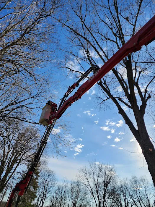 American Tree And Lawn Services Picture 7