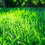 TruGreen Lawn Care