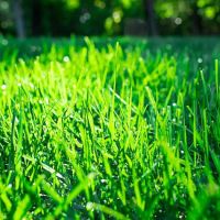 TruGreen Lawn Care ico
