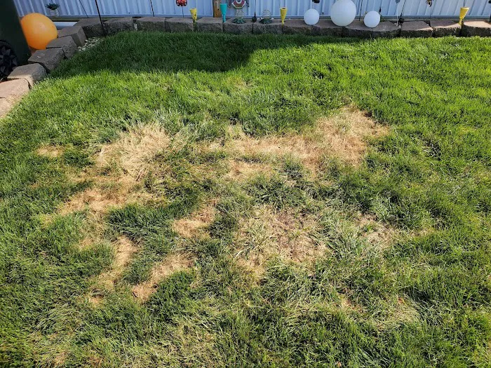 TruGreen Lawn Care Picture 4