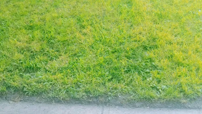 J&M Lawn Care Service Picture 9