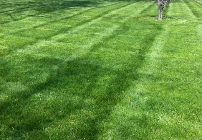 MowJoe Lawn and Landscape Picture 9