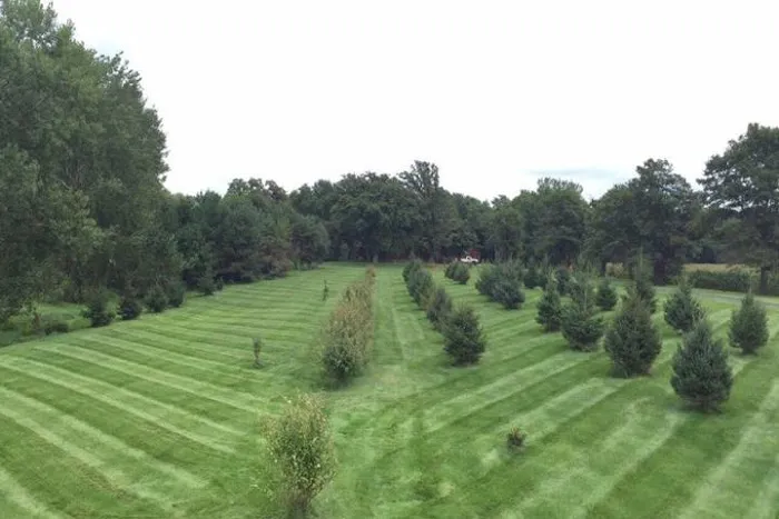 Scheel's Professional Lawn Care Picture 8