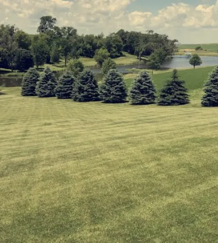 Tieskoetter Lawn Care Picture 6