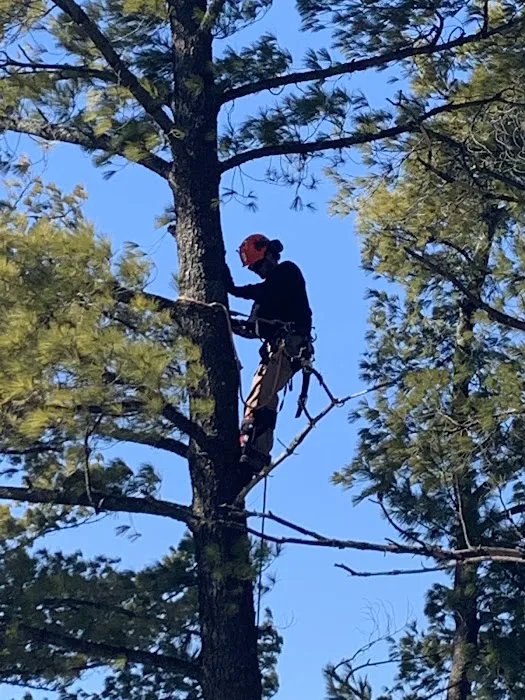 Stevenson Tree & Lawn Care Picture 8