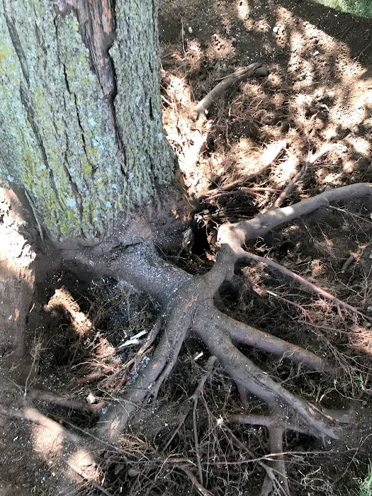 Stevenson Tree & Lawn Care Picture 4