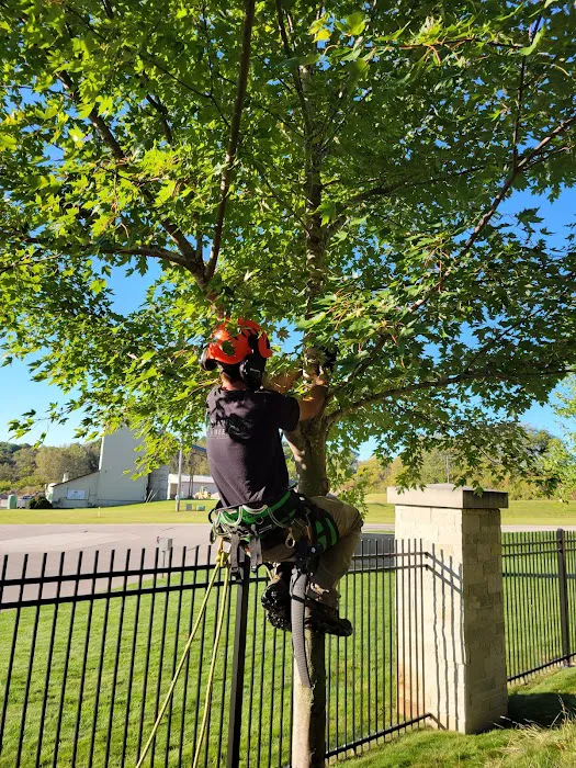 Stevenson Tree & Lawn Care Picture 3