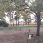 Bodensteiner Implement Co - Decorah