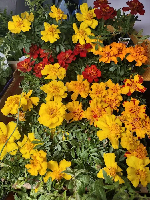 Pam's Greenhouses Picture 1