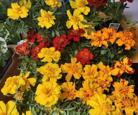 Pam's Greenhouses