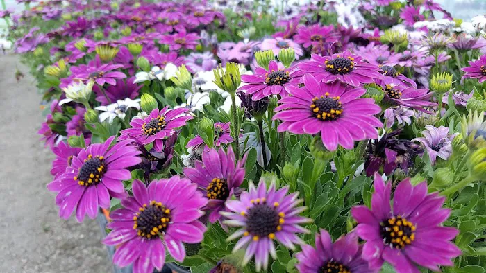 Pam's Greenhouses Picture 9