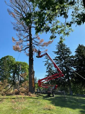 Krumrie Tree Service Picture 3