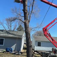 Krumrie Tree Service ico