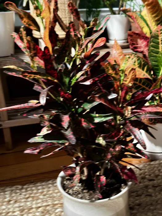Happy Planting Picture 1