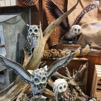 Dutch Meadows Garden Center & Landscaping ico