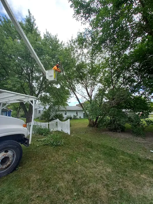 United Tree Service Centerville Iowa Picture 4
