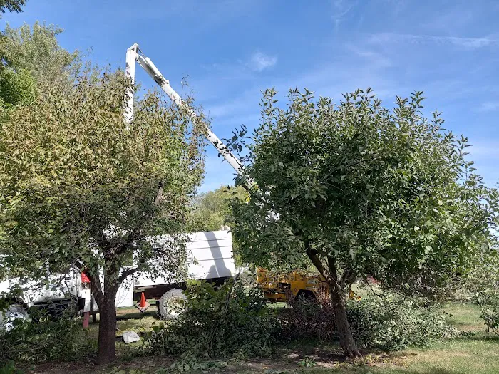 United Tree Service Centerville Iowa Picture 5