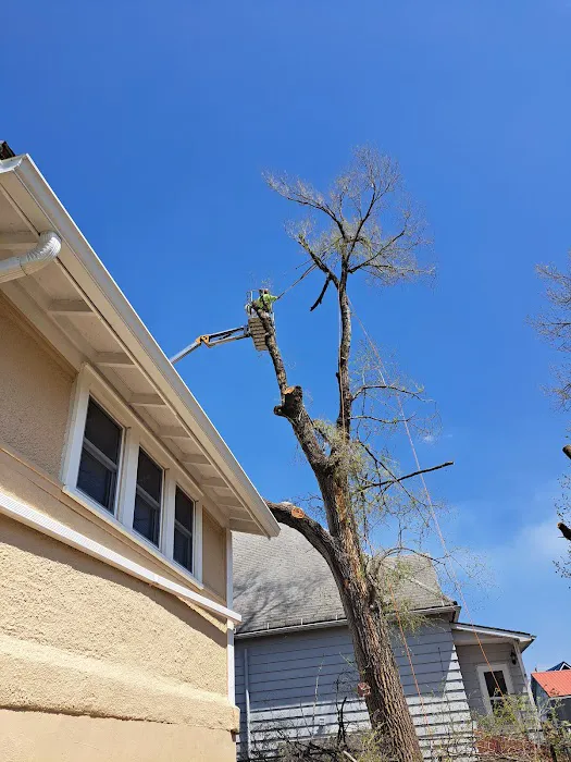 United Tree Service Centerville Iowa Picture 10