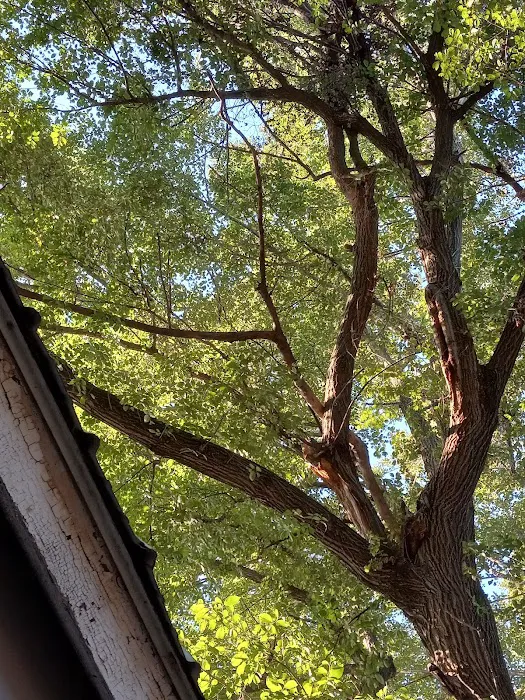 United Tree Service Centerville Iowa Picture 3