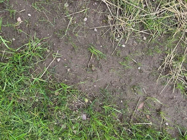 TLC Lawns & Landscaping Picture 3