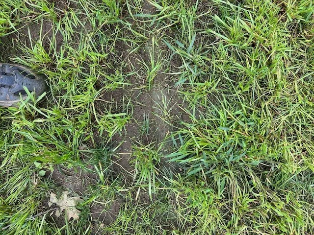 TLC Lawns & Landscaping Picture 4