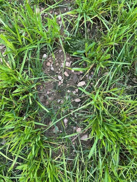 TLC Lawns & Landscaping Picture 7