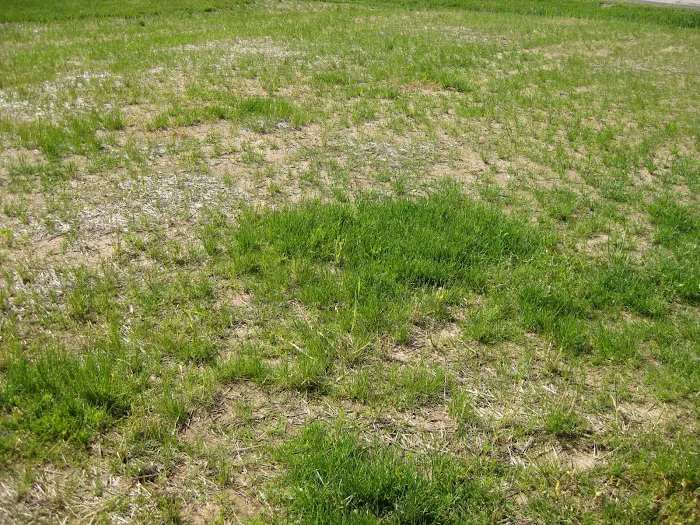APPLETON LAWN SNOW & LANDSCAPING, INC. Picture 5