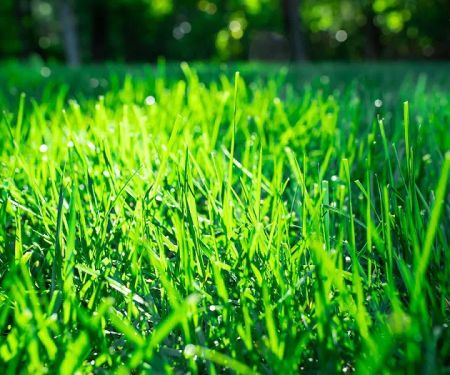 TruGreen Lawn Care