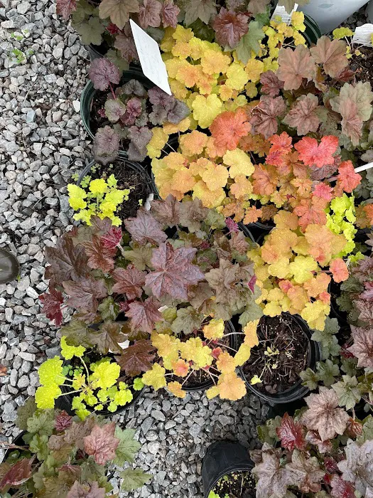 Kyle's Bermuda Triangle Landscaping LLC Picture 8