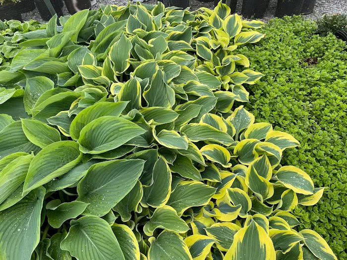 Kyle's Bermuda Triangle Landscaping LLC Picture 9