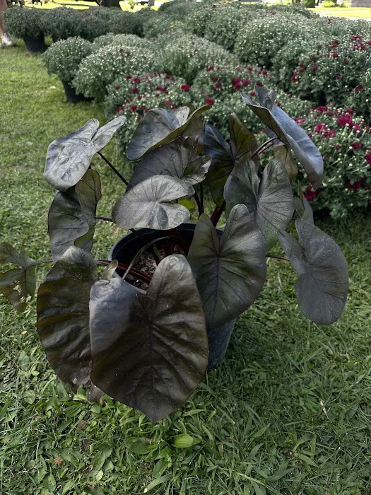Greenspaces: Plant & Landscape Picture 1