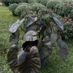 Greenspaces: Plant & Landscape