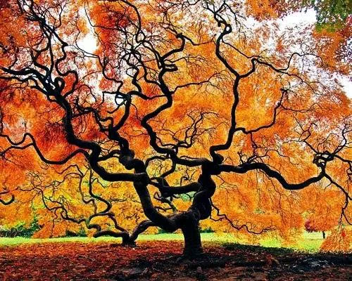 Donn's tree Service Picture 2