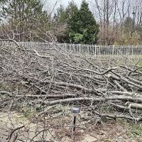 Donn's tree Service ico