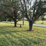 LandEscape Lawn Care