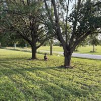 LandEscape Lawn Care ico