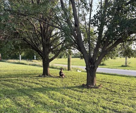LandEscape Lawn Care