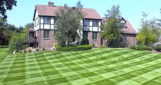 Diamond Cut Lawn Care Picture 2